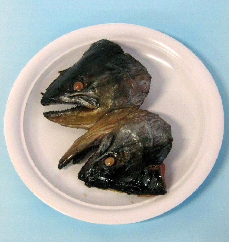 Portion Model Salmon Head