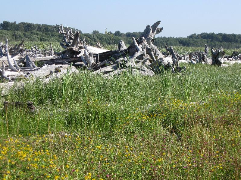 Mitigation Bank - Large Woody Debris
