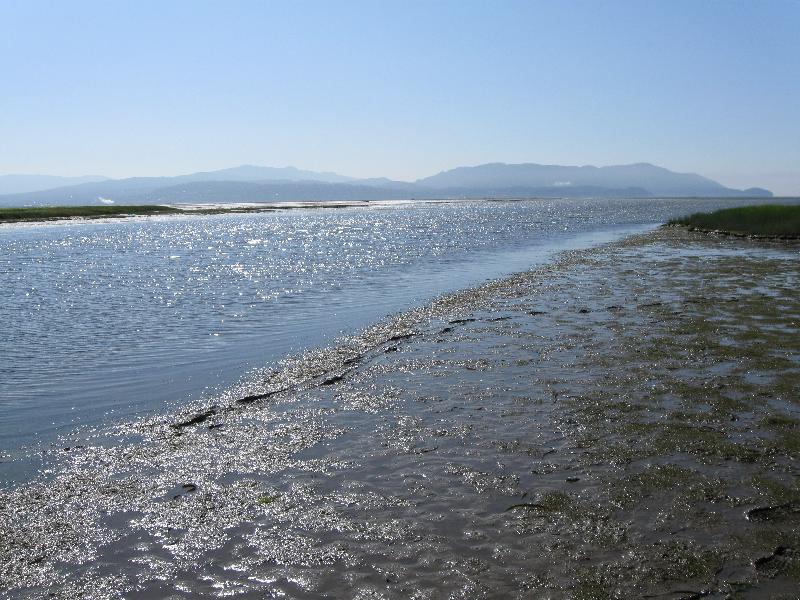 Mitigation Bank - Mudflat