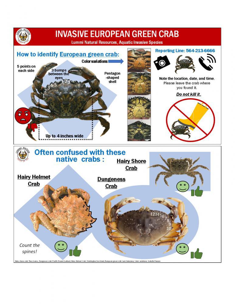 How to identify European green crab and distinguish from other native species.