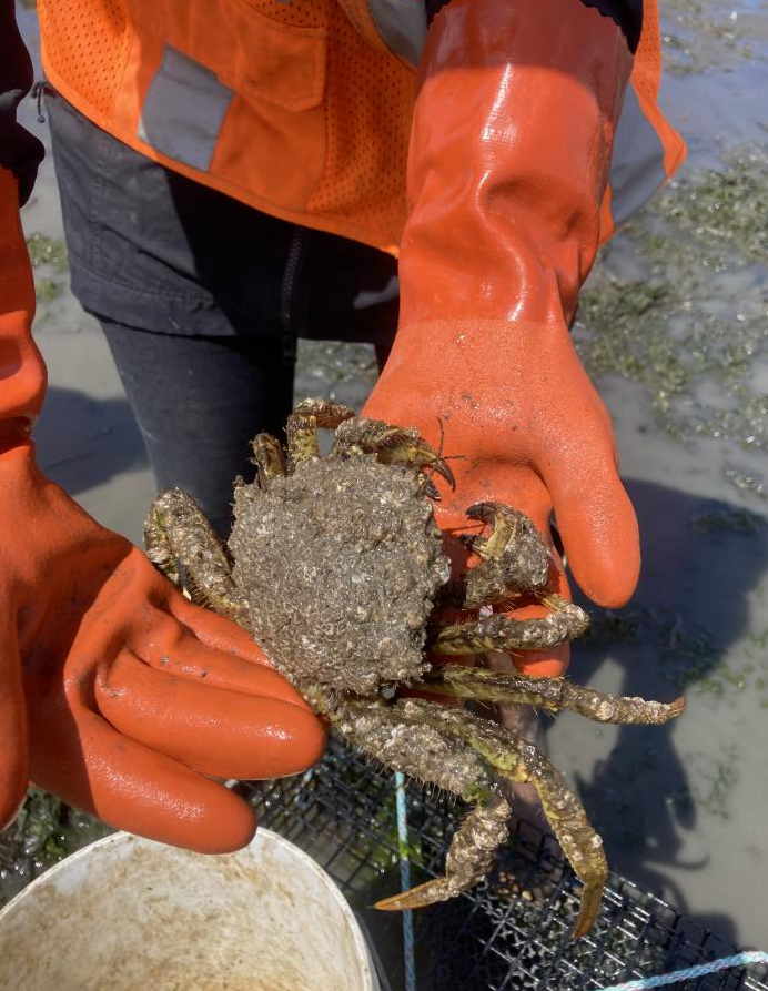 A very big hairy helmet crab (Telmessus cheiragonus), a captured native crab species that was returned to its shoreline habitat.