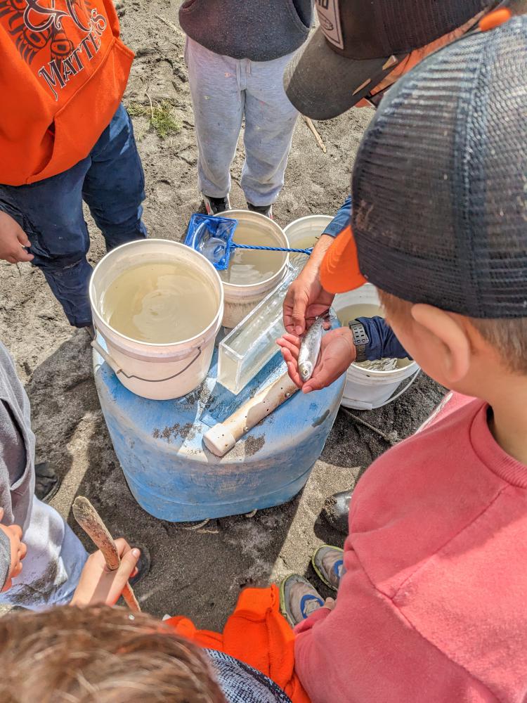 Beach seining for juvenile salmonids with Stock Assessment