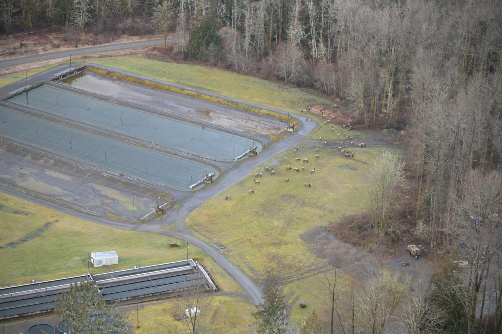 Lummi wildlife staff collaborated with Point Elliott Treaty Tribes and state co-managers to complete aerial surveys in March of this year.