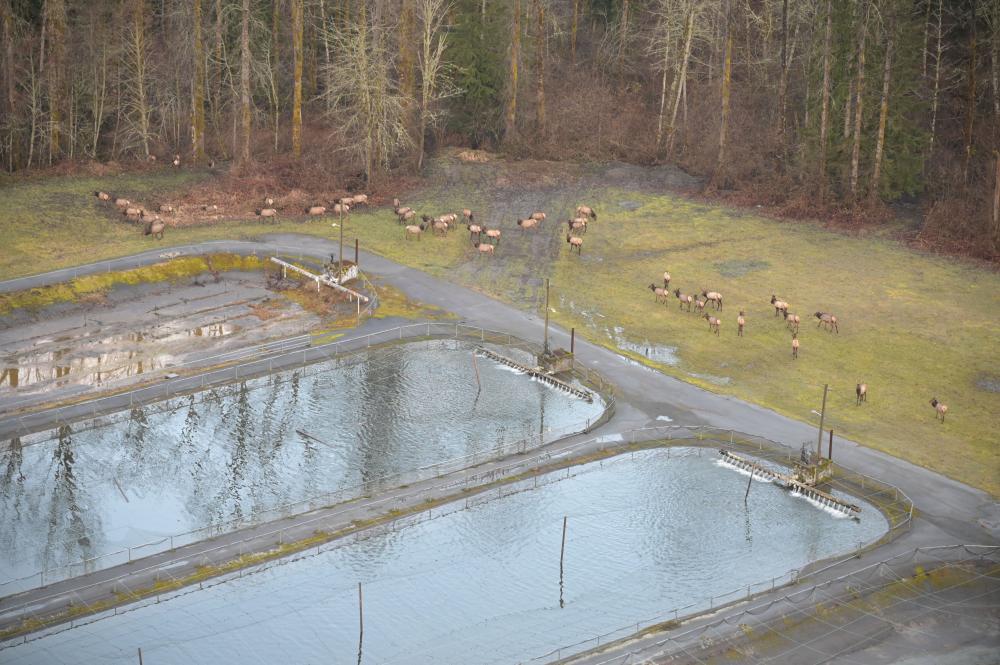This group of elk was spotted from the helicopter at the Skookum Hatchery during elk surveys to monitor the North Cascades Elk Herd population.