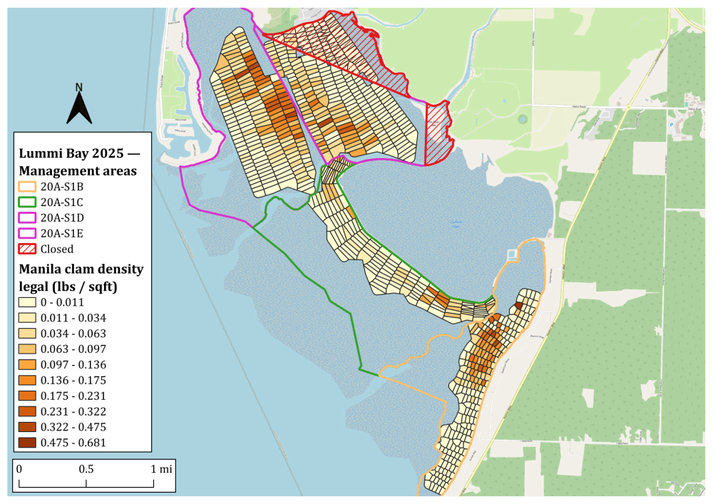 2025 Lummi Bay Manila Clam Density Map