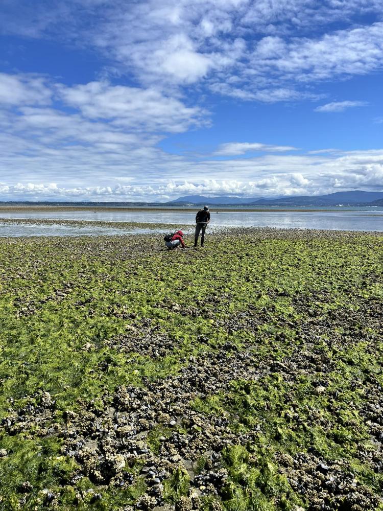 Intertidal survey at Portage Bay