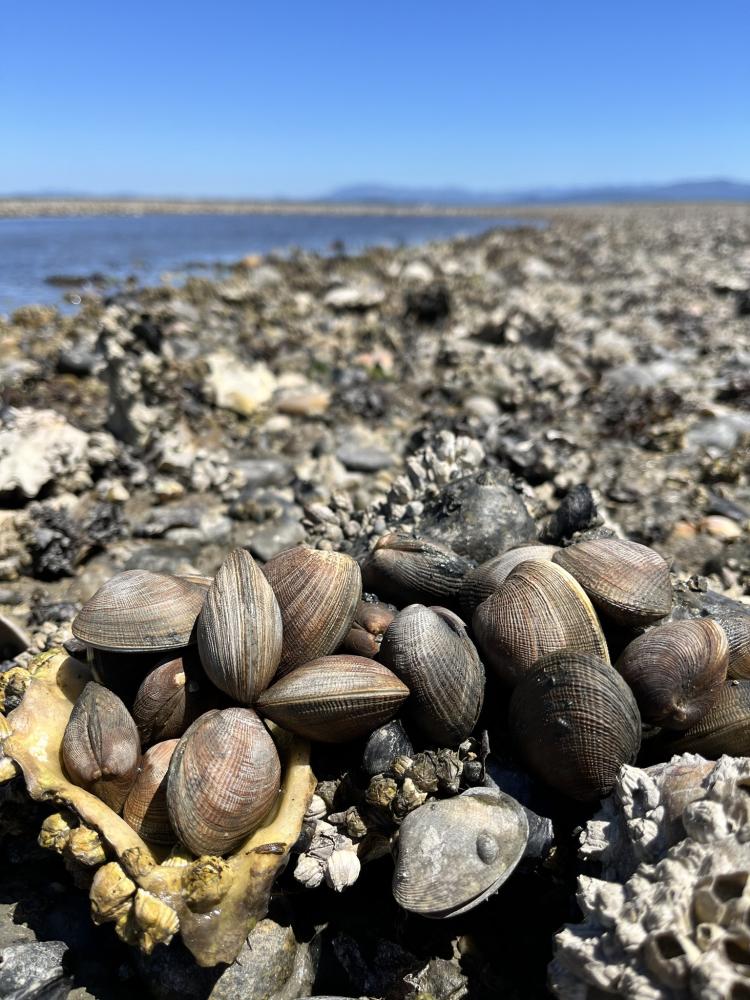 Manila clams - 2024 biomass survey
