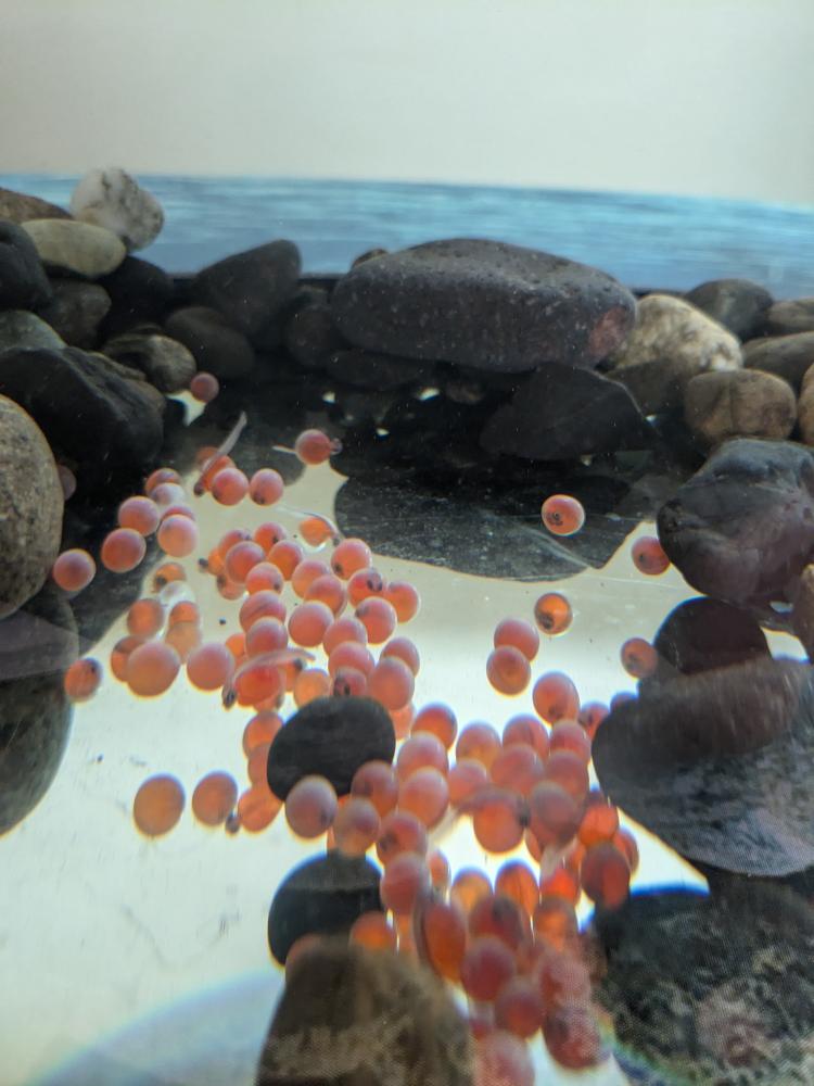 Salmon eggs in the classroom