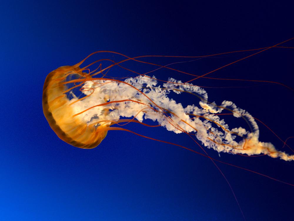 A Jellyfish