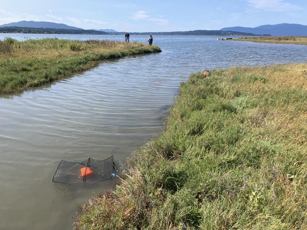 Trapping for invasive European green crab in a marsh channel at Lummi Sea Pond