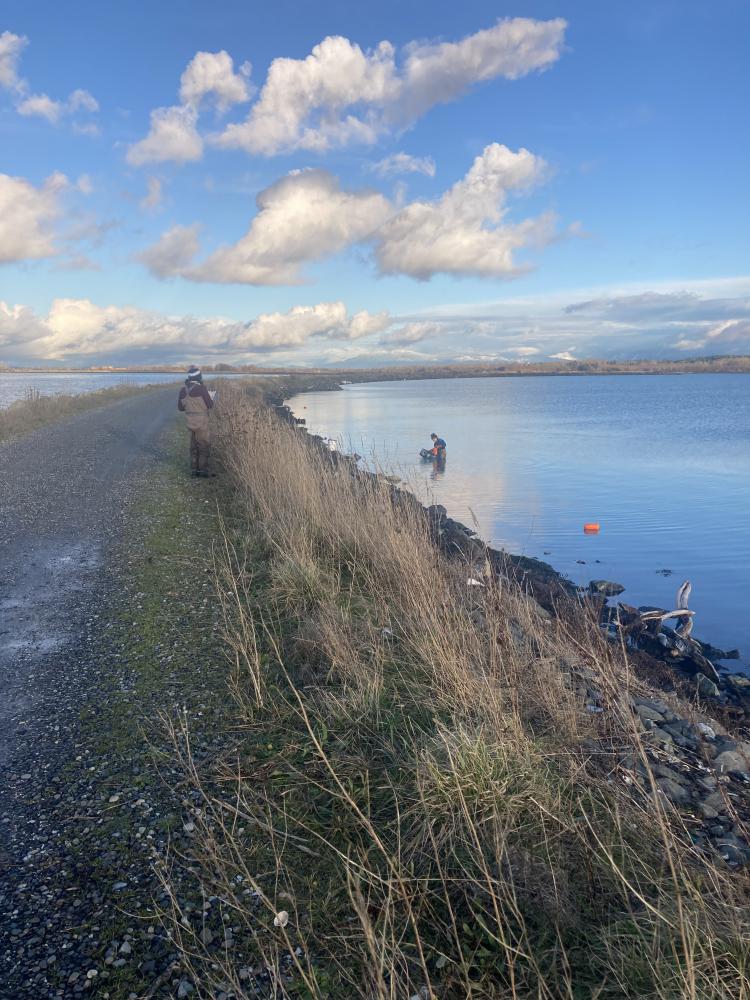 Trapping for invasive European green crab along Lummi Sea Pond dike wall.