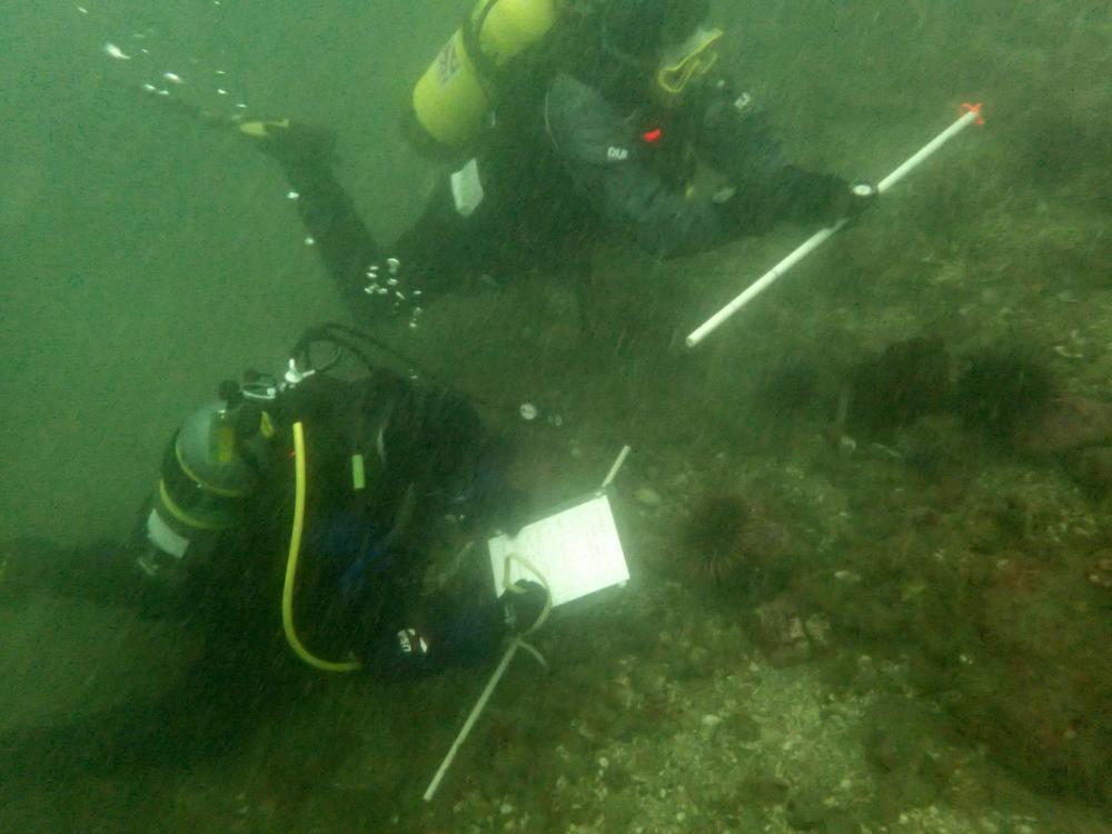 Tribal natural resource agency divers conducting sea urchin survey in San Juan Islands