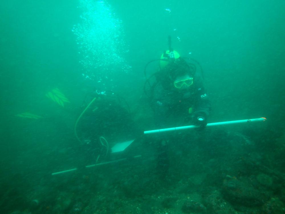 Tribal natural resource agency divers conducting sea cucumber survey in San Juan Islands