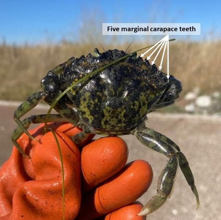 The EGC shell is wider at the front and tapers toward the back of the crab. On either side of the eyes are five carapace spines. It reaches a max of 4 inches across. Although commonly green, it can also have yellow, orange, and/or red coloration. Photo credit: Bobbie Buzzell.