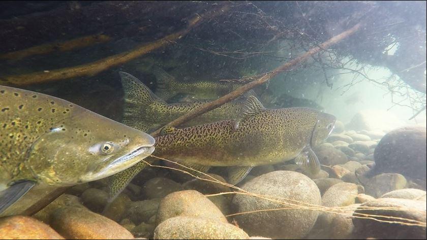 Adult chinook salmon holding under an ELJ in the lower South Fork Nooksack River. Photo composed by Ian Smith.