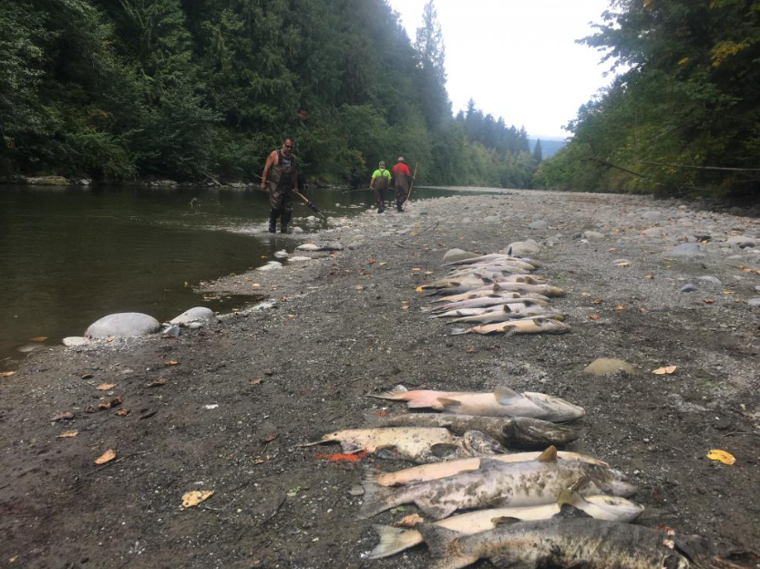 Adult chinook mortality event. September 2021. From left: Frank Lawrence III, Alex Levell, and Chris Phair. Location C on map.