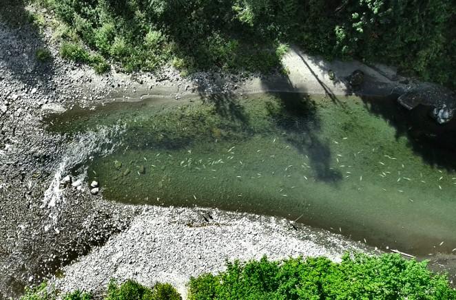 Here are several dead chinook as seen from an overhead drone. Location C on map.